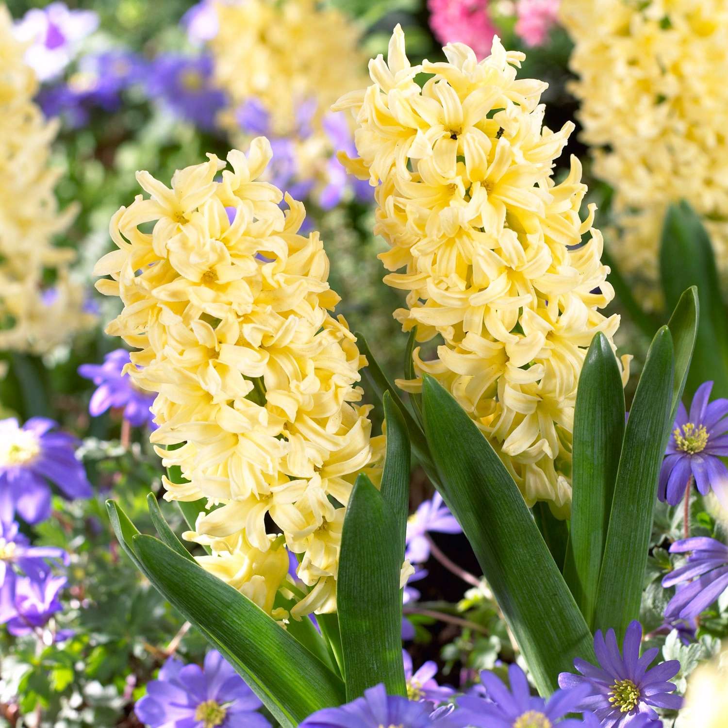 Jacinthe 'City of Haarlem'